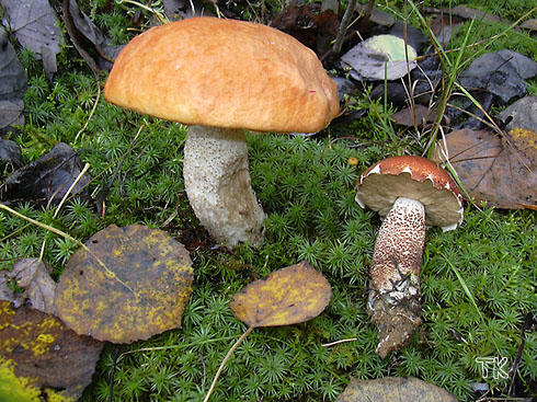 Leccinum aurantiacum