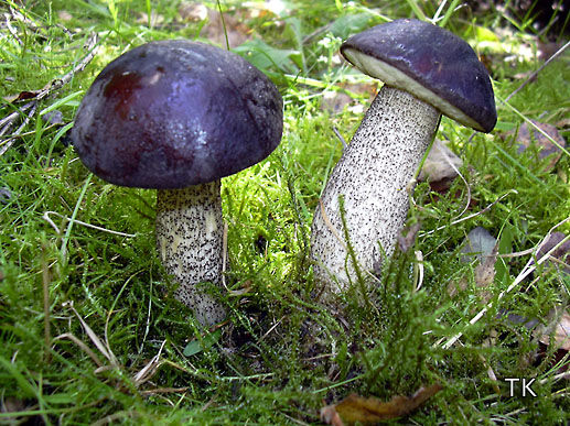 Leccinum scabrum var. melaneum