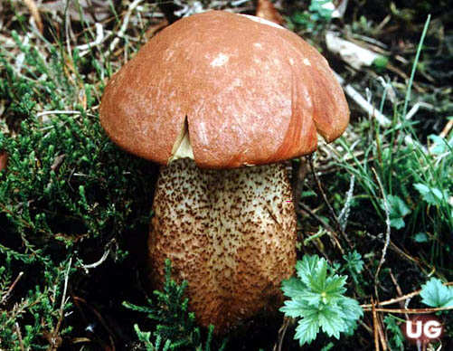 Leccinum quercinum