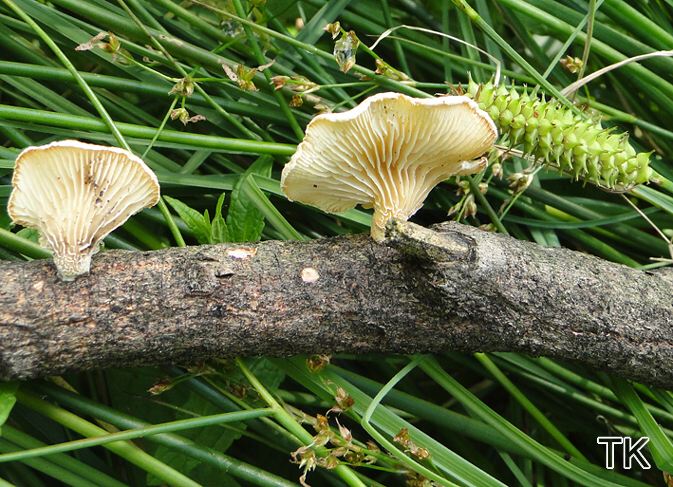 Lentinus suavissimus
