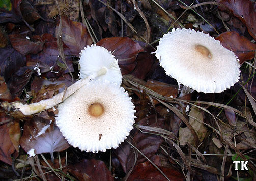Lepiota clypeolaria