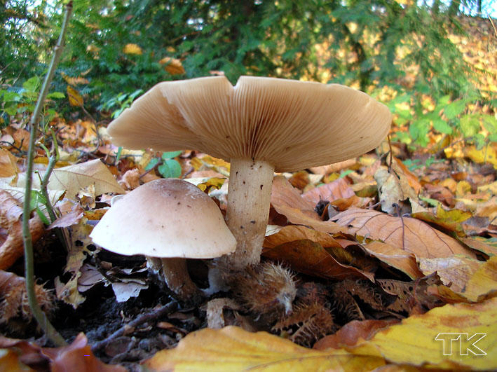 Lepista irina