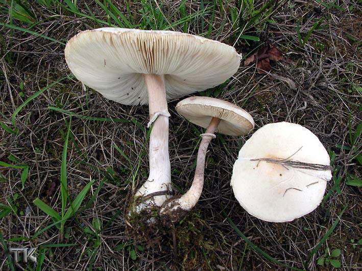 Leucoagaricus leucothites