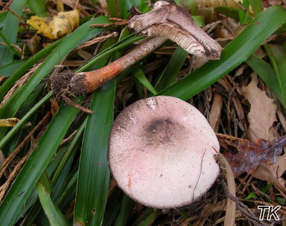 Leucoagaricus badhamii