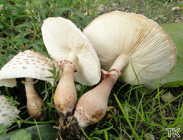 Leucoagaricus bresadolae