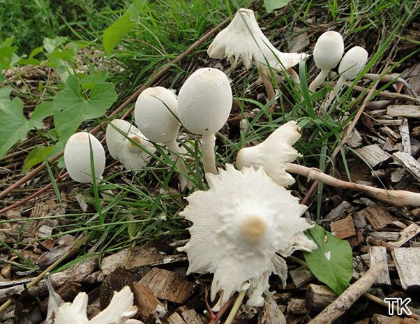 Leucocoprinus cepistipes