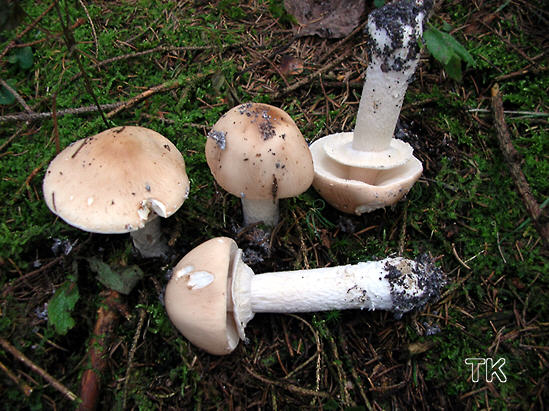 Limacella guttata