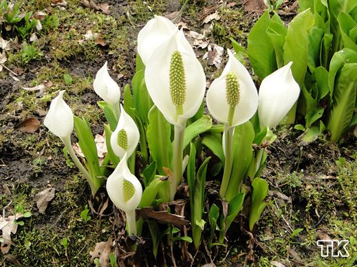 Lysichiton camtschatcensis