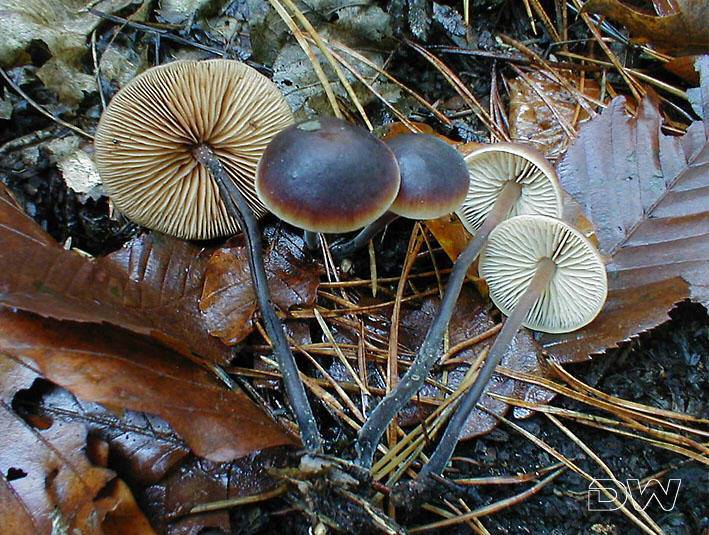 Macrocystidia cucumis