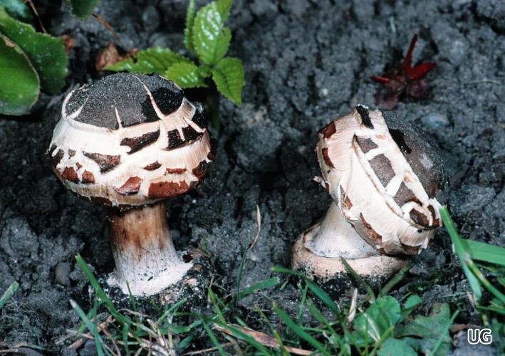 Macrolepiota venenata