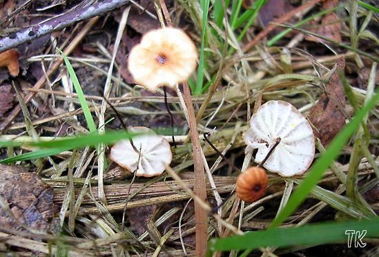 Marasmius curreyi