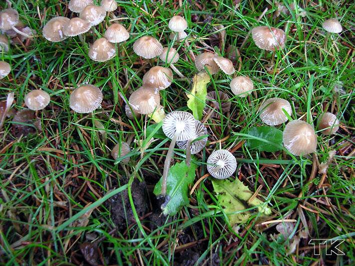 Mycena vulgaris