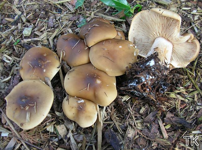 Melanoleuca cognata