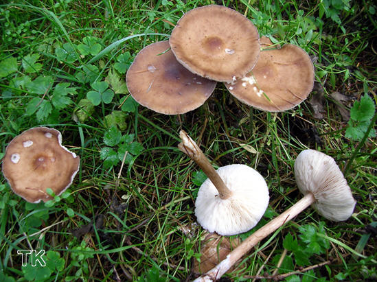 Melanoleuca graminicola