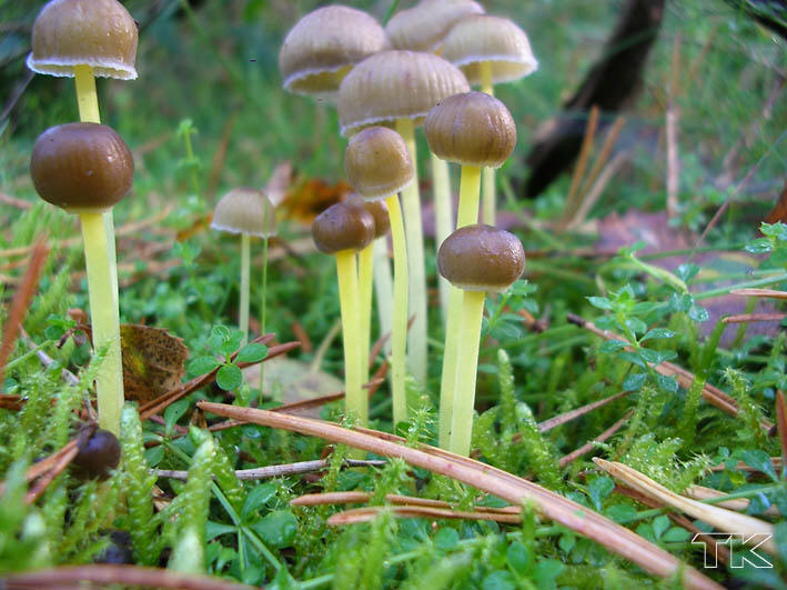 Mycena epipterygia