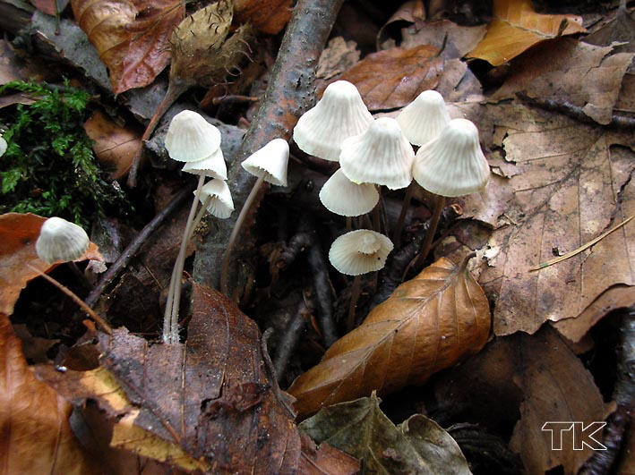 Mycena flavescens