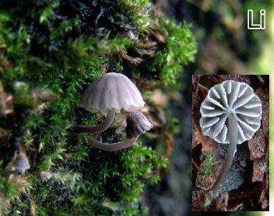 Mycena pseudocorticola