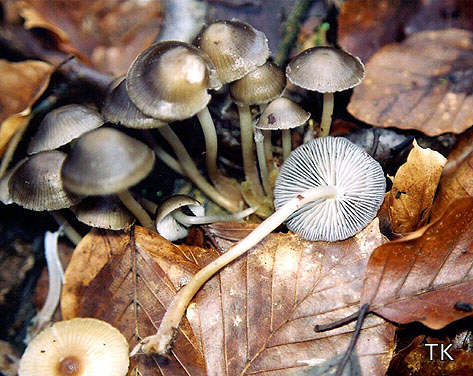 Mycena tintinnabulum