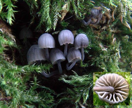 Mycena pseudocorticola