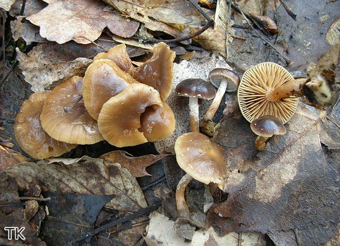 Pholiota oedipus