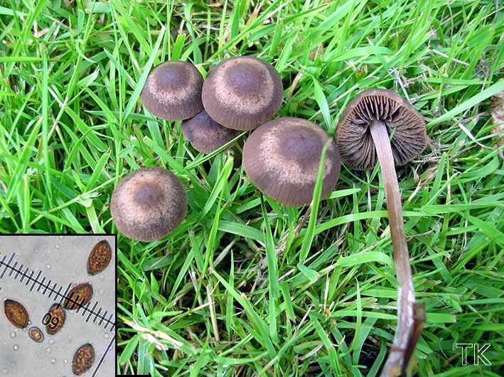 Panaeolus foenisecii