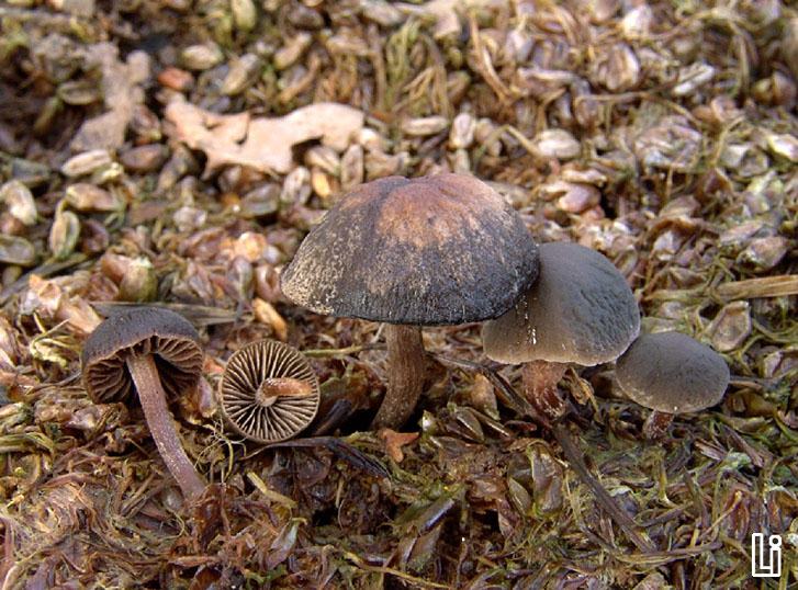 Panaeolus fimicola
