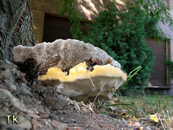 Perenniporia fraxinea