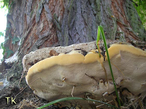 Perenniporia fraxinea