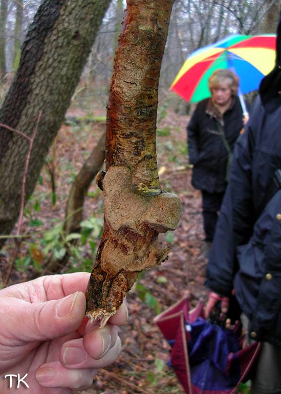 Phellinus contiguus - Großporiger Feuerschwamm