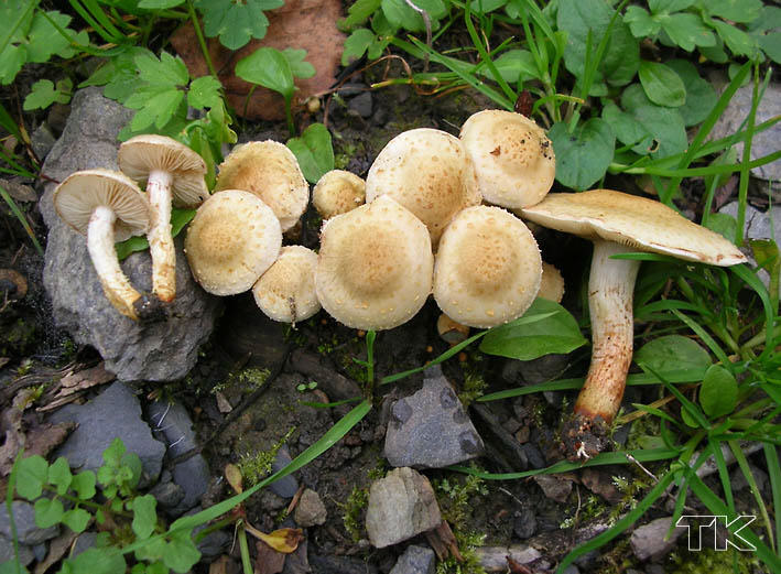 Pholiota gummosa
