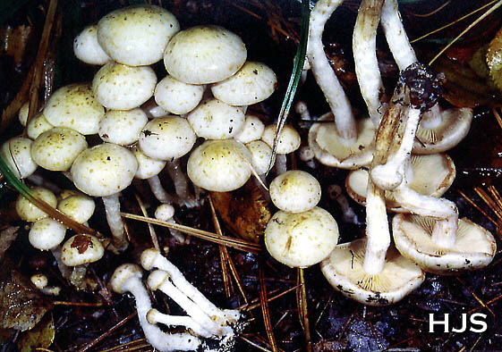Pholiota gummosa