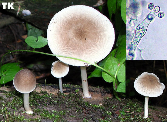 Pluteus plautus s.l.