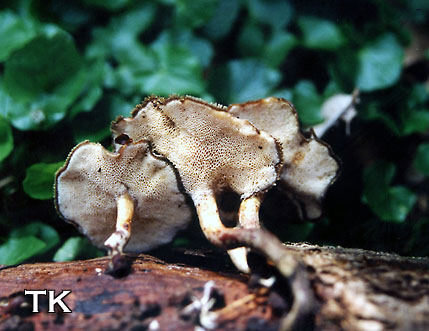 Polyporus arcularius