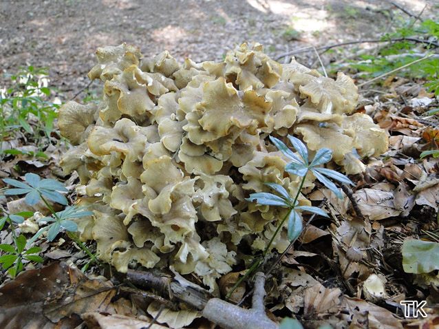 Polyporus umbellatus