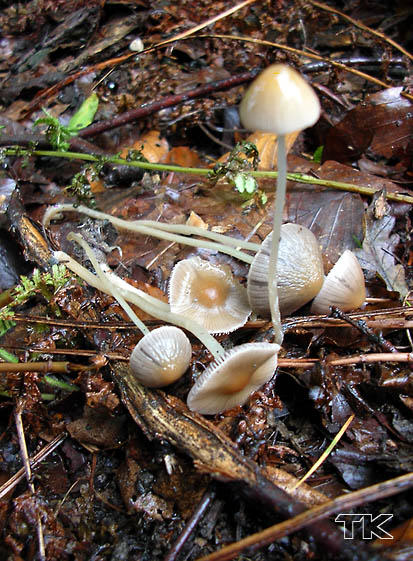 Psathyrella polycystis