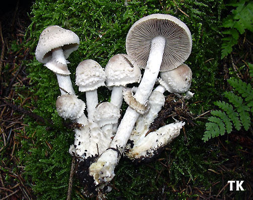 Psathyrella caputmedusae