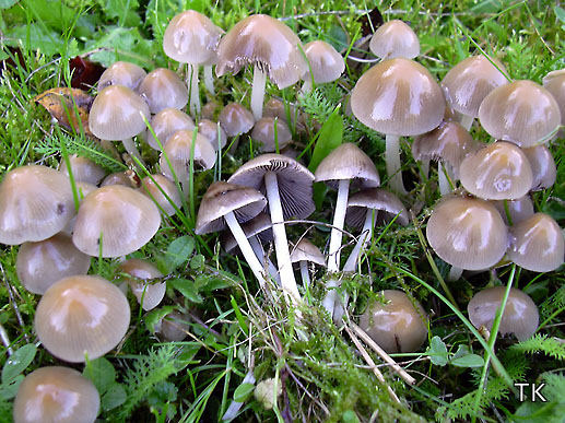 Psathyrella multipedata
