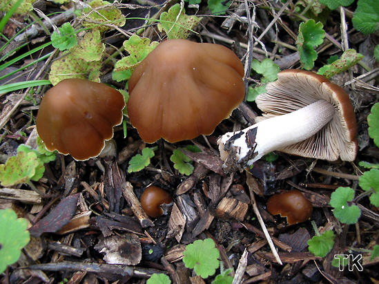 Psathyrella tephrophylla