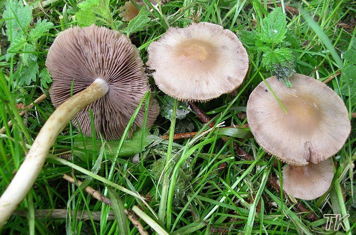 Psathyrella spadiceogrisea