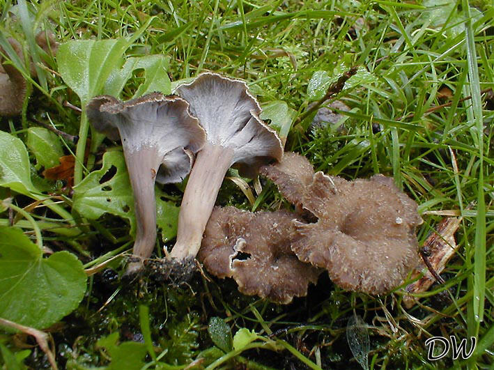 Pseudocraterellus undulatus