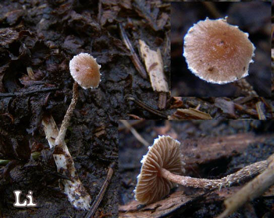 Psilocybe inquilinus var. crobulus