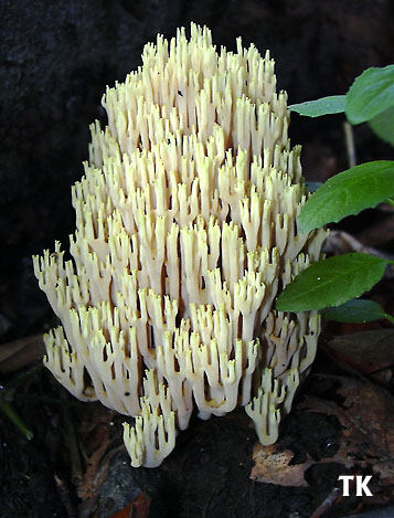 Ramaria stricta