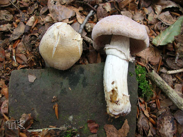 Rozites caperatus