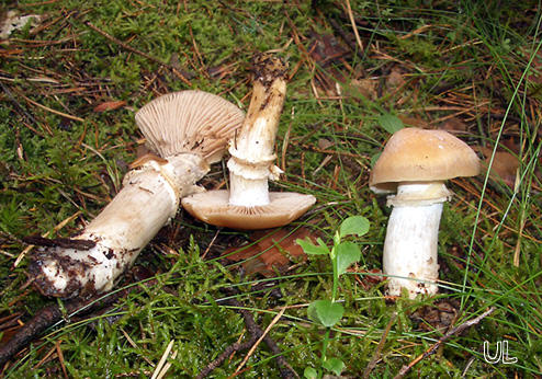 Rozites caperatus