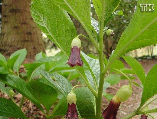 Scopolia carniolica