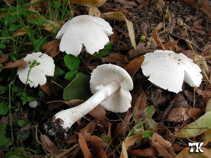 Sericeomyces sericifer