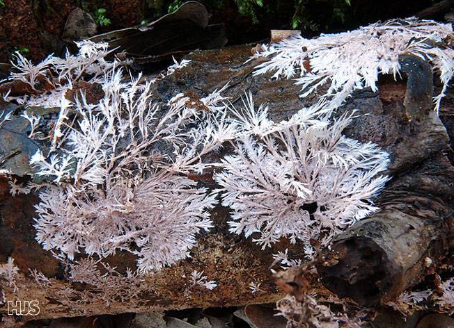 Steccherinum fimbriatum