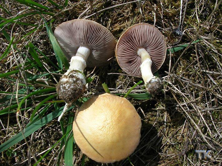 Stropharia coronilla