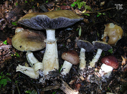 Stropharia rugosoannulata