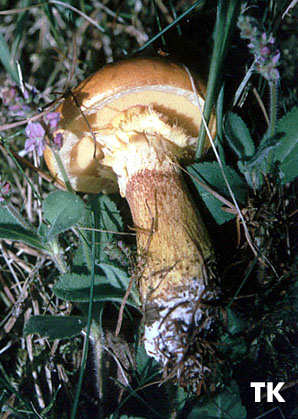 Suillus grevillei